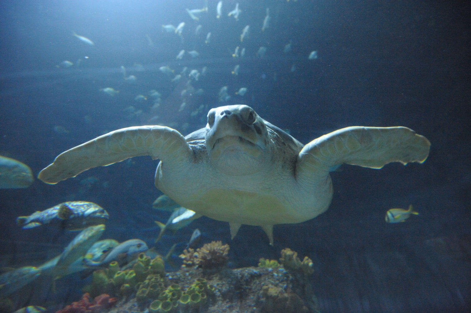 Sea-Life Schildkröte